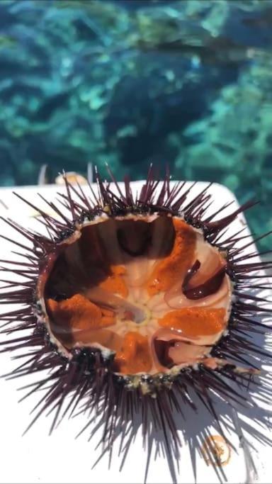 Appartamento Al Centro Di Ustica Isola di Ustica Eksteriør billede